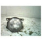 Anti brouillard droit (feux) RENAULT GRAND SCENIC 2