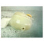 Vase d'expansion OPEL COMBO C