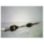 Cardan droit (transmission) CITROEN XM