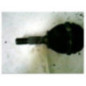 Cardan gauche (transmission) CITROEN C3 PLURIEL