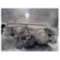 Optique avant principal droit (feux)(phare) MAZDA 626 3