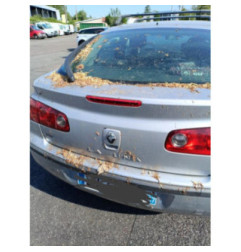 Feu arriere secondaire droit (feux) RENAULT LAGUNA 2 Photo n°12