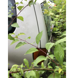 Feu arriere principal droit (feux) VOLKSWAGEN POLO 3 Photo n°9