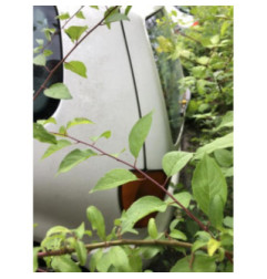 Feu arriere principal droit (feux) VOLKSWAGEN POLO 3 Photo n°9