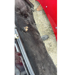 Capot LAND ROVER FREELANDER 1 Photo n°4