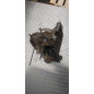 Boite de vitesses CITROEN C15