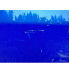 Porte avant gauche RENAULT AVANTIME Photo n°4