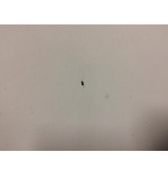 Capot VOLKSWAGEN POLO 4 Photo n°3