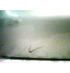 Retroviseur droit OPEL VECTRA C