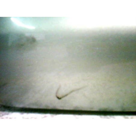 Retroviseur droit OPEL VECTRA C