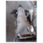 Boite de vitesses BMW X5 E70