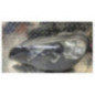 Optique avant principal gauche (feux)(phare) BMW X5 E70