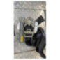 Ceinture avant droit CITROEN DS3