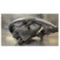 Optique avant principal droit (feux)(phare) RENAULT TRAFIC 2