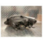 Optique avant principal droit (feux)(phare) SEAT IBIZA 4