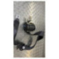 Ceinture avant droit RENAULT SCENIC 2