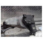 Moteur essuie glace avant RENAULT ESPACE 4