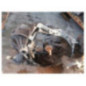 Boite de vitesses CITROEN C4 PICASSO 1