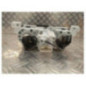 Commande chauffage DACIA SANDERO 2