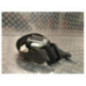 Ceinture avant gauche RENAULT SCENIC 3