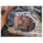 Boite de vitesses VOLKSWAGEN POLO 5