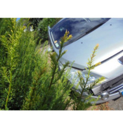 Ceinture avant droit PEUGEOT 307 Photo n°6