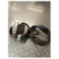 Ceinture avant gauche PEUGEOT 107