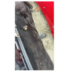 Capot LAND ROVER FREELANDER 1 Photo n°4