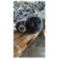 Boite de vitesses VOLKSWAGEN GOLF 5