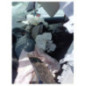 Commande chauffage SEAT LEON 3