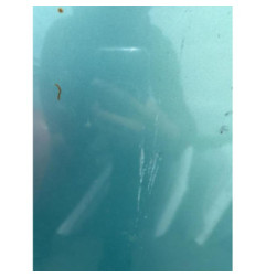 Capot CITROEN BERLINGO 1 Photo n°6