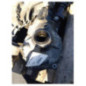 Pont avant complet BMW X6 E71