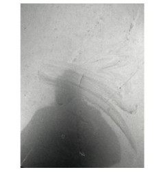 Malle/Hayon arriere PEUGEOT 406 Photo n°3