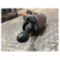 Levier de vitesses RENAULT TRAFIC 2