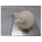 Vase d'expansion FORD TRANSIT 4