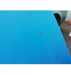 Capot RENAULT TRAFIC 2 Photo n°3