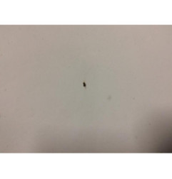 Capot VOLKSWAGEN POLO 4 Photo n°3